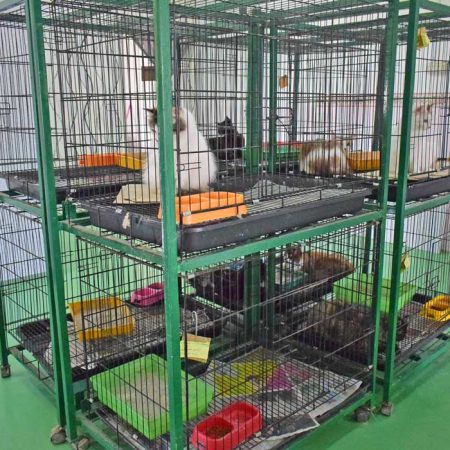 cats-hotel-(11)