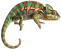vecteezy_whimsical-chameleon-clipart-for-fun-and-colorful-festive_52643120